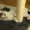 STERLITZ À ADOPTÉ AVEC SA SOEUR OU SEUL SI DÉJÀ UN CHAT PRÉSENT CHEZ VOUS