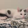 STERLITZ À ADOPTÉ AVEC SA SOEUR OU SEUL SI DÉJÀ UN CHAT PRÉSENT CHEZ VOUS