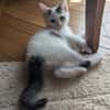 STERLITZ À ADOPTÉ AVEC SA SOEUR OU SEUL SI DÉJÀ UN CHAT PRÉSENT CHEZ VOUS