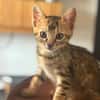 KITTY
