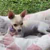 RUBY, Croisée Chihuahua femelle