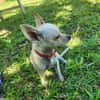 RUBY, Croisée Chihuahua femelle