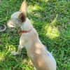 RUBY, Croisée Chihuahua femelle