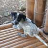 MILOU, chiot mâle Croisé Épagneul Breton