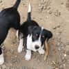 MOON, chiot femelle Croisée Jack Russel