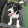 MOON, chiot femelle Croisée Jack Russel