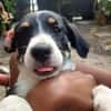 MOON, chiot femelle Croisée Jack Russel