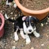MOON, chiot femelle Croisée Jack Russel