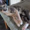 BABETH Chaton femelle type européen