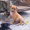 NUCCIOLA, chiot femelle croisée braque