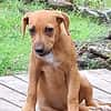 NUCCIOLA, chiot femelle croisée braque