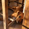 NUCCIOLA, chiot femelle croisée braque