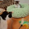 Piper - Kleine Schmuseprinzessin sucht ihr Glück