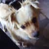 DEVI, sanfte kleine Dame sucht