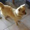 DEVI, sanfte kleine Dame sucht