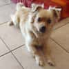 DEVI, sanfte kleine Dame sucht