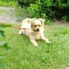 DEVI, sanfte kleine Dame sucht