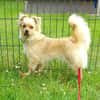 DEVI, sanfte kleine Dame sucht