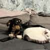 ✨🐾 Fröhliche Juna sucht ihre Familie🐾✨