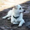 Duke will dein bester Freund sein
