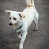 Duke will dein bester Freund sein