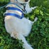 Duke will dein bester Freund sein