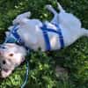 Duke will dein bester Freund sein