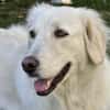 💔 Kayla sucht unverschuldet ein neues Zuhause 💔