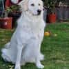 💔 Kayla sucht unverschuldet ein neues Zuhause 💔