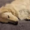 💔 Kayla sucht unverschuldet ein neues Zuhause 💔