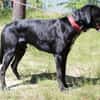 Elvis, großer, sportl. Familienhund