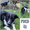 POCO * kleiner Charmeur
