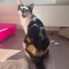 Ola  eine junge Schmusekatze mit großem Herz