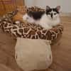 Ola  eine junge Schmusekatze mit großem Herz