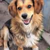 Kleiner Teddy sucht dringend neues Zuhause
