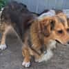 Kleiner Teddy sucht dringend neues Zuhause