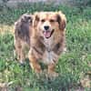 Kleiner Teddy sucht dringend neues Zuhause