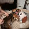 Kleiner Teddy sucht dringend neues Zuhause