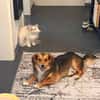 Kleiner Teddy sucht dringend neues Zuhause
