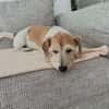 VICO - sucht Terrier erfahrenes Zuhause