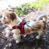 VICO - sucht Terrier erfahrenes Zuhause