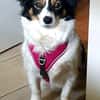 Sanfte Sally sucht liebevolles Heim