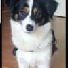 Sanfte Sally sucht liebevolles Heim