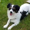 Sanfte Sally sucht liebevolles Heim