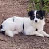 Sanfte Sally sucht liebevolles Heim