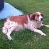Babette Mix Hündin 4,7 Jahre in 72587