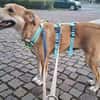 MOANA, fein, klug und chamant sucht