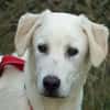 Pingo sucht Familienanschluss