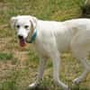 Pingo sucht Familienanschluss