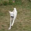 Pingo sucht Familienanschluss